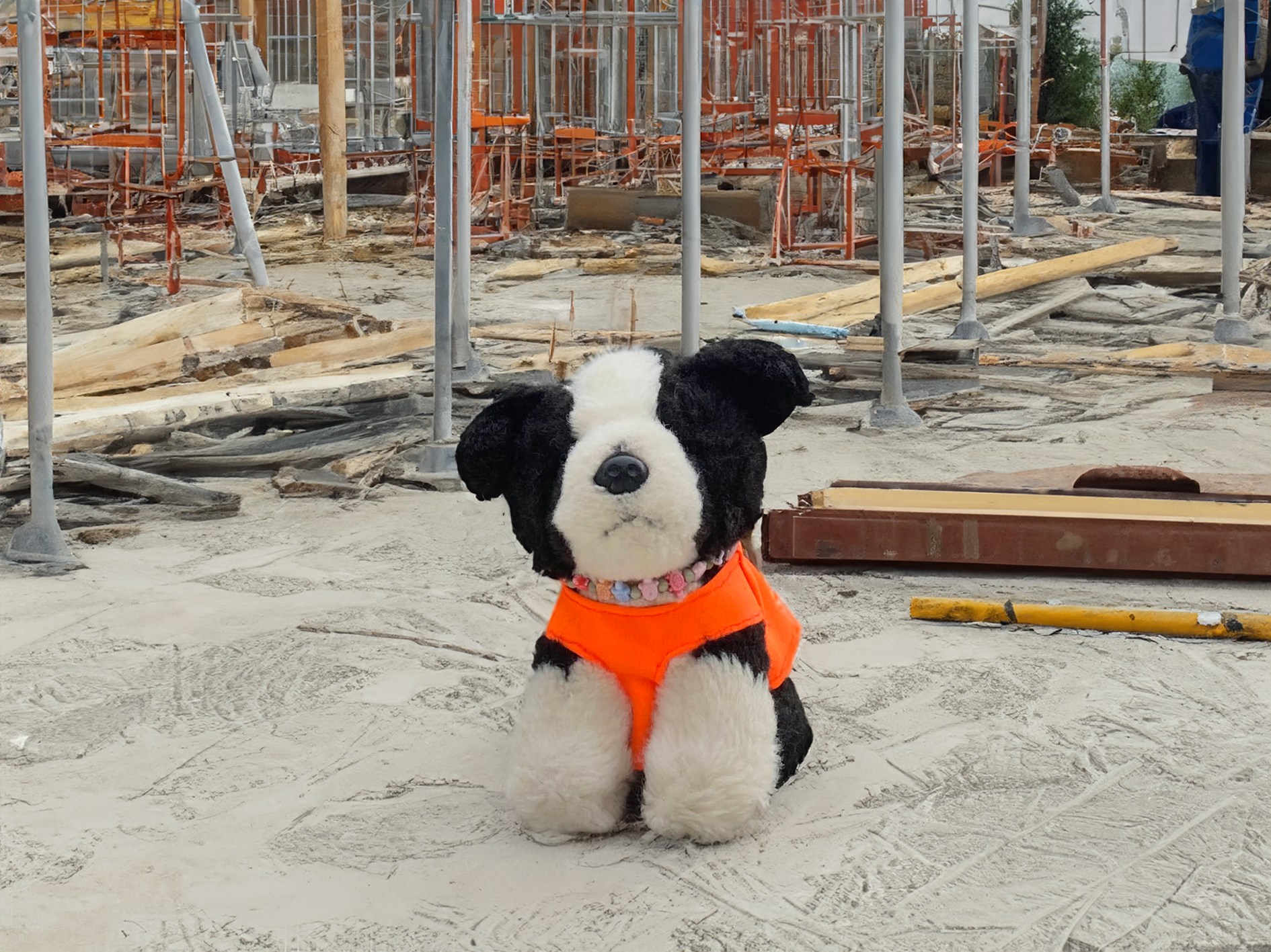 Collie dog on a construction site